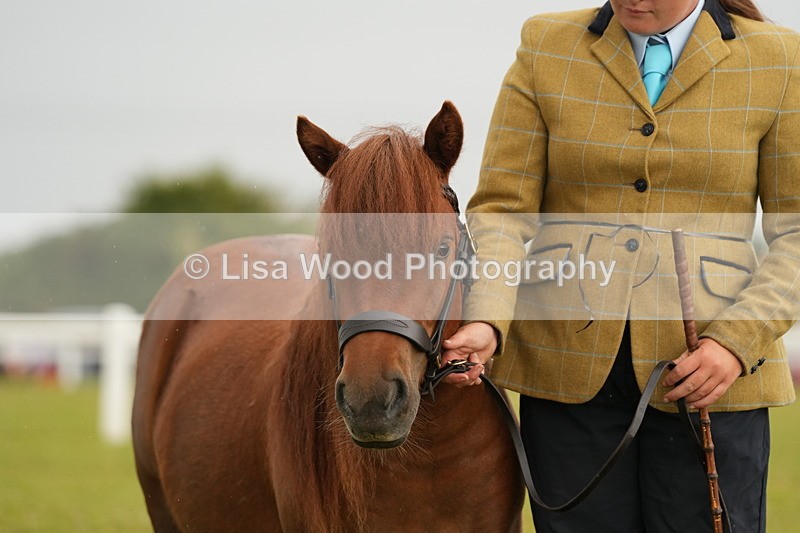 DSC04596 - Class 46: NPS Shetland Youngstock