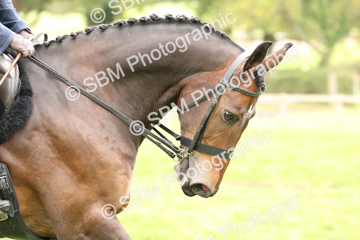 SBM_63029 - S64 - Foreign Breeds Ridden