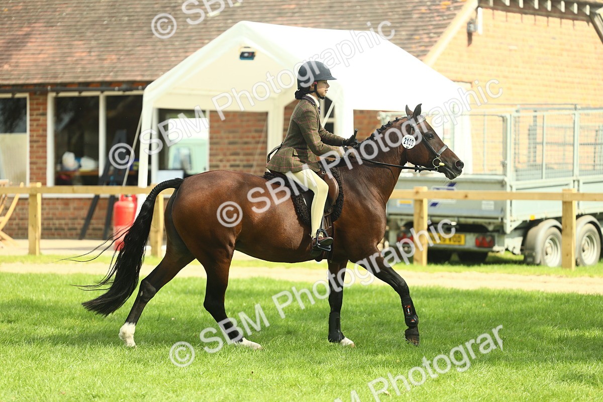 SBM_44583 - S31 - Working Hunter Pony