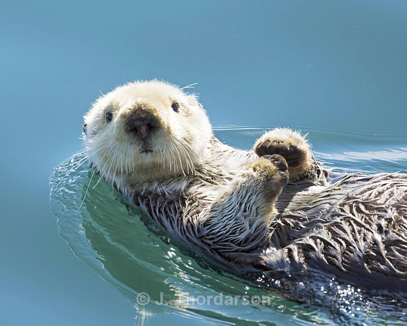  - Sea Otters