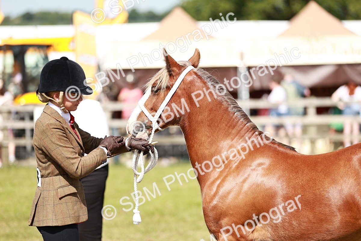 SBM_08630 - Class 63-65 - Traditional Gypsy Cobs In Hand & Ridden