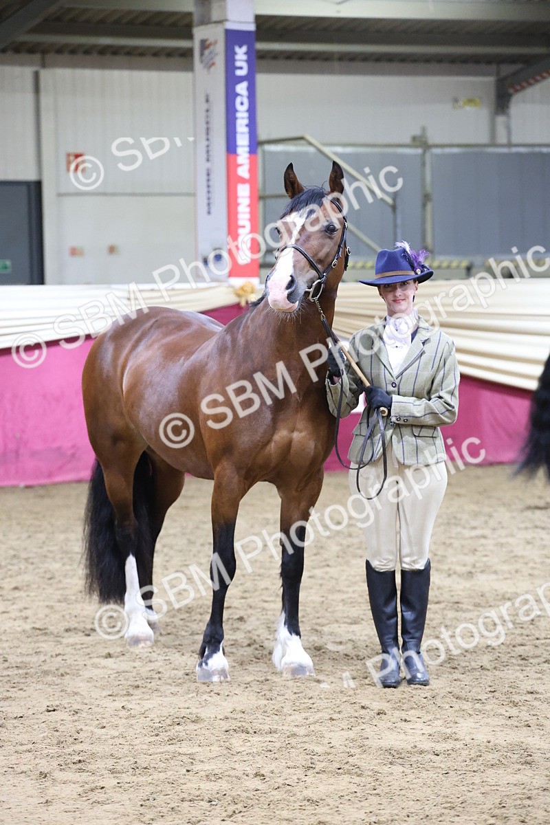 SBM_20444 - Class F - IH Small (148cm & Under)Champ