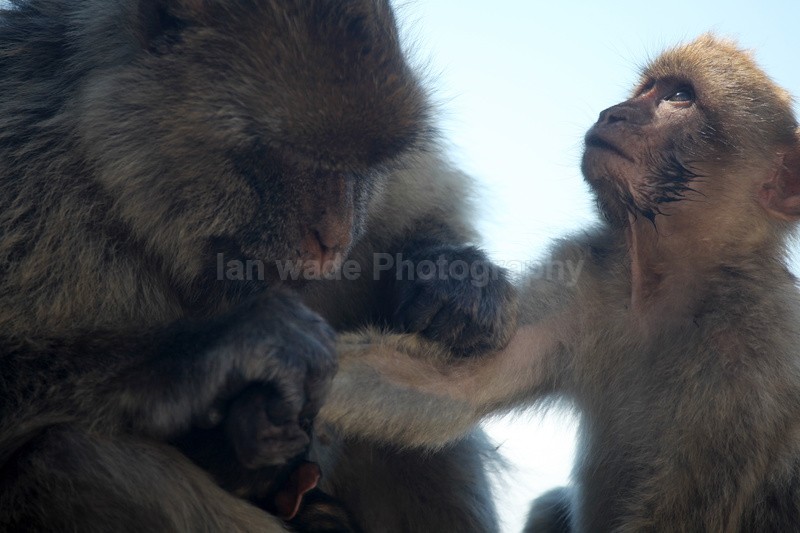 Barbary Macaques on the Rock of Gibraltar - Barbary Macaques at the Rock of Gibraltar