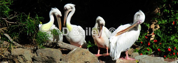Pelicans