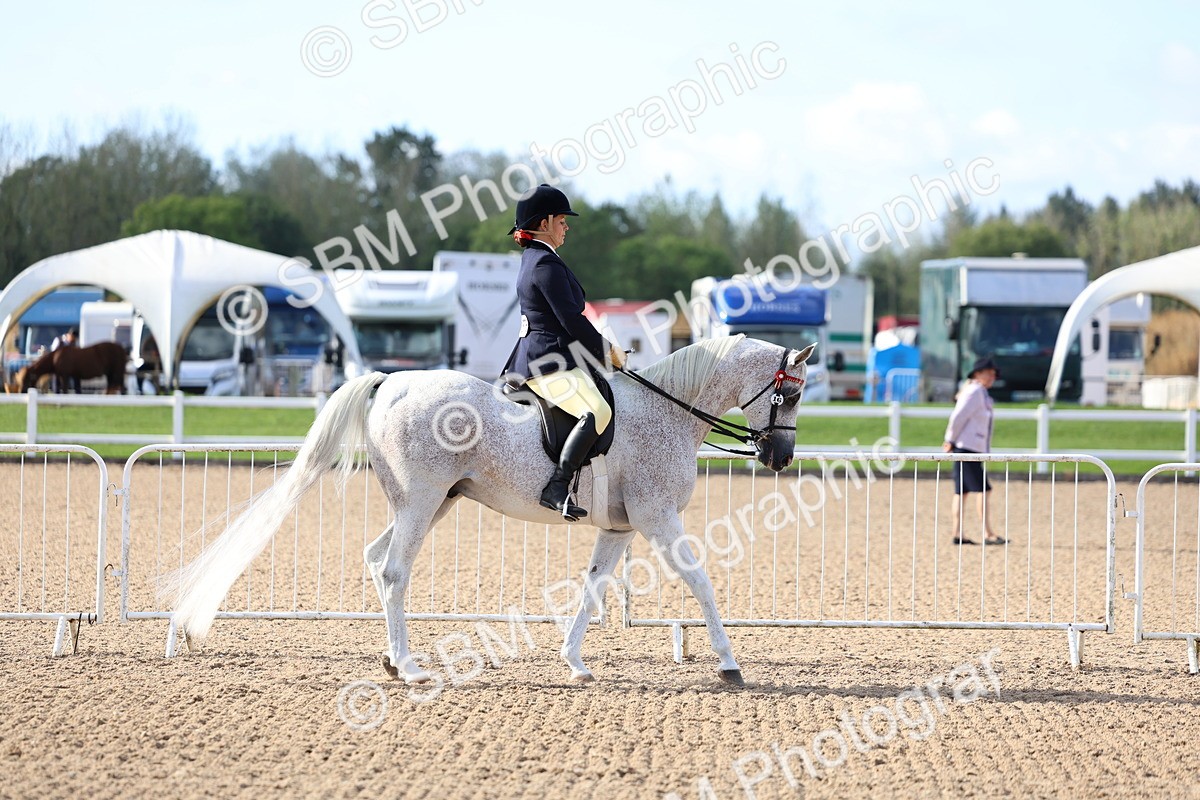 SBM_09090 - Class 303 - Ridden Pure Bred Horse Pony