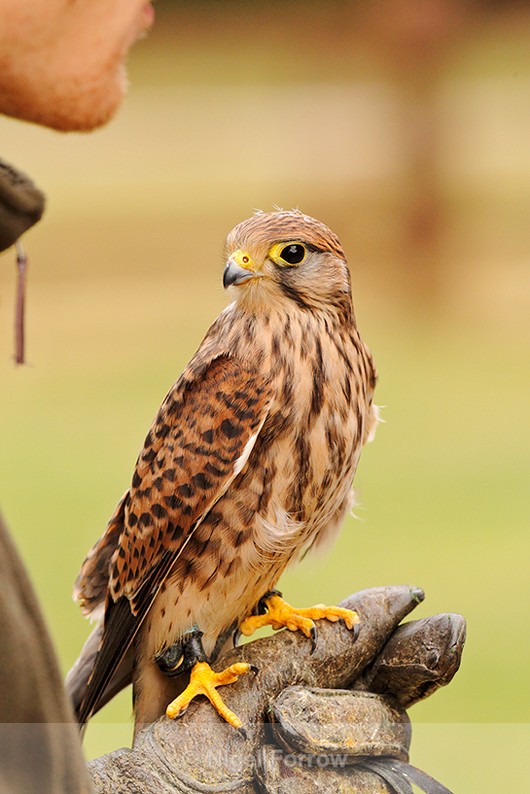 Kestrel perched on a falconer's glove at Shuttleworth - Kestrel