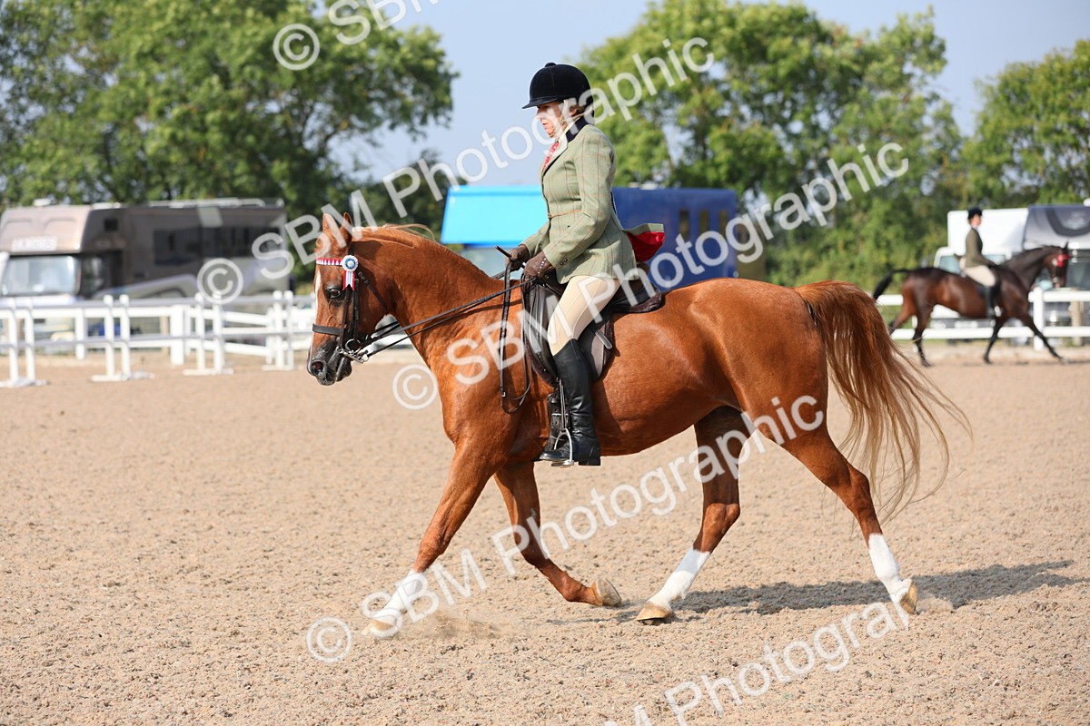 SBM_11356 - Class 305 Ridden Foreign Breeds- Pure Bred