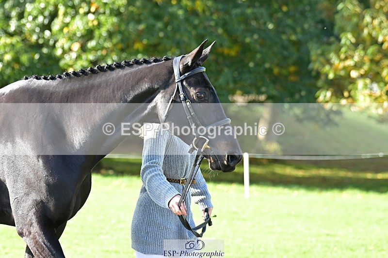 241023-130153-00031 - 002-Ellie.Fredericks-BRITANNIA'S.OLIVE