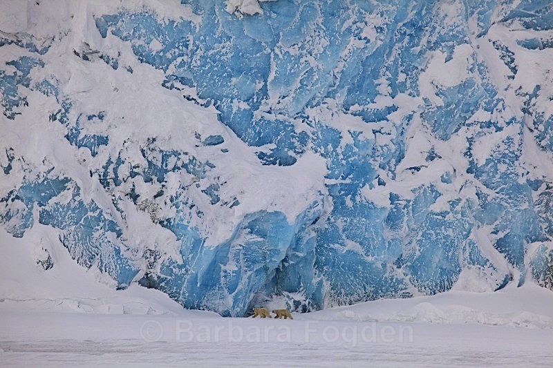 Polarbears by Negribreen 6134 - Wildlife