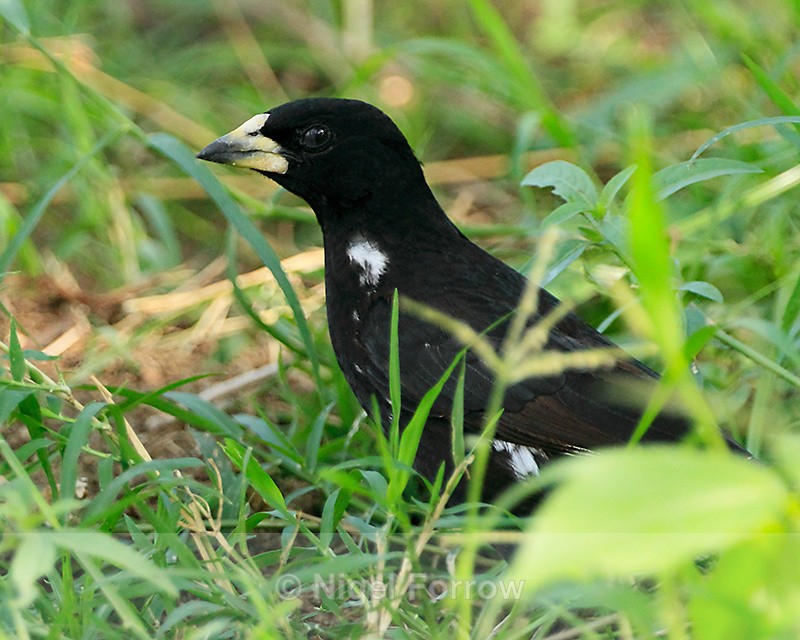 White-billed Buffalo-weaver on the ground - White-billed Buffalo-weaver
