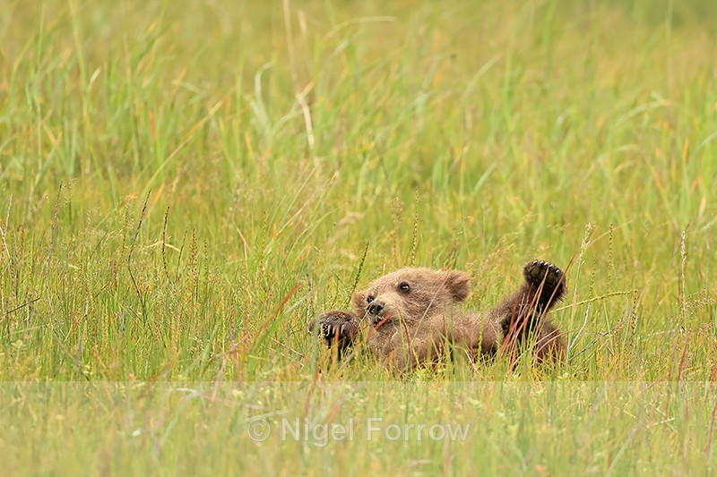 Playful Brown Bear cub on back in grass, Silver Salmon Creek, Alaska - Brown Bear