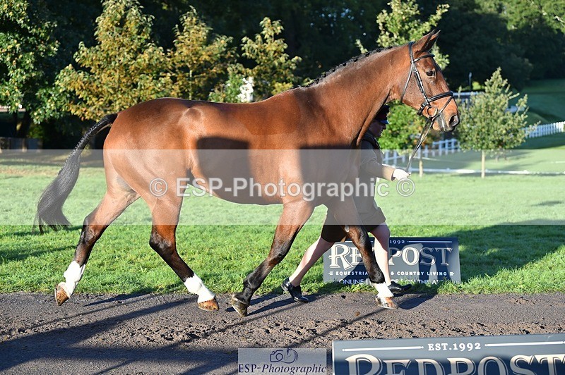 231022-090600-21562 - 634-PEMBROKE.MASTER.PIECE-Joanna.Dunn-TrotUp+SJ