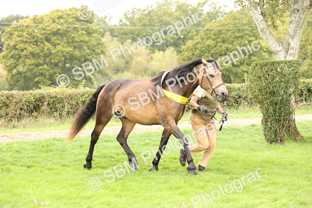 SBM_60858 - In Hand Horse Supreme Championship