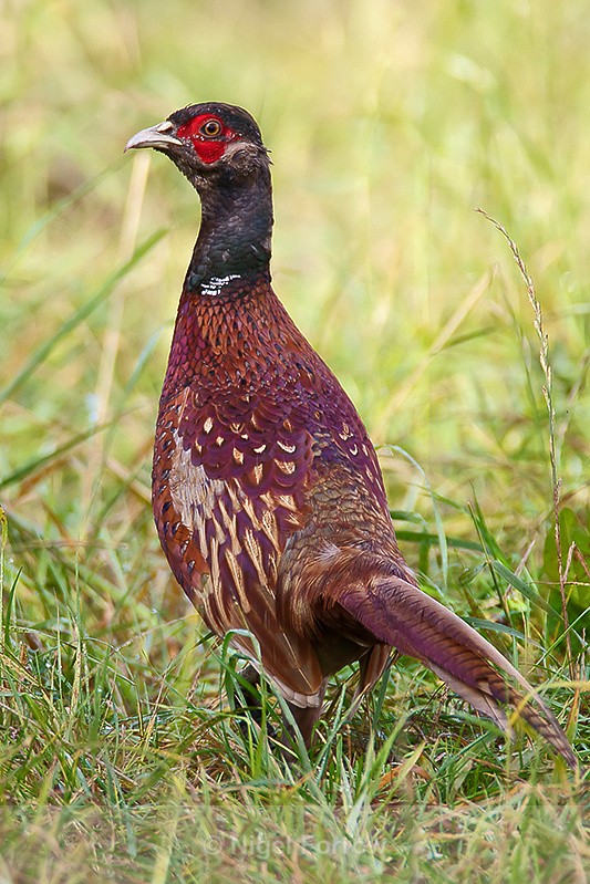 Pheasant (male) - Pheasant