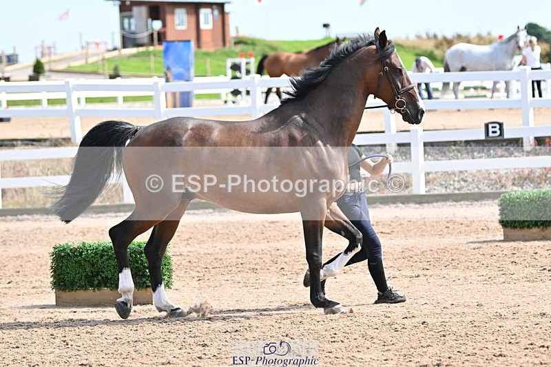 240717A-155604-03204 - Trot Up 3pm to 4pm