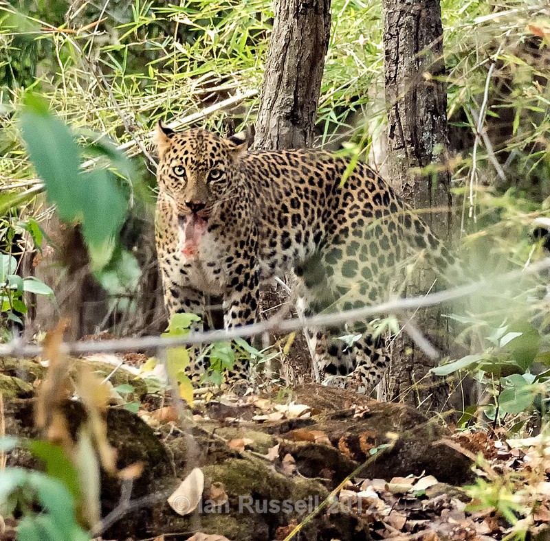  - Indian Safari 2017