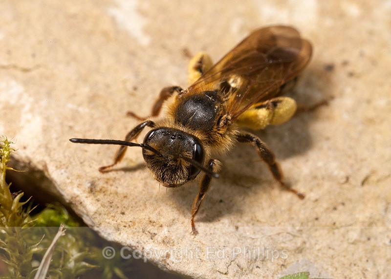 Andrena bucephala (f) - Andrena bucephala