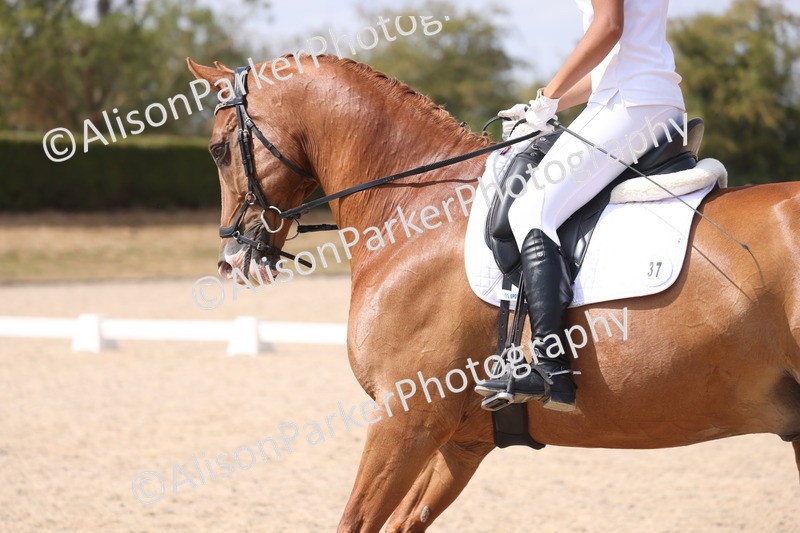 20260815-0981 - Class 5 - Novice 1