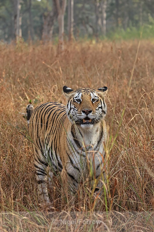 Eye contact with Bengal Tigress, Panna, Madhya Pradesh, India - Tiger