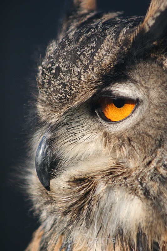  - Birds of Prey