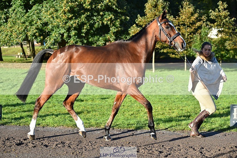 231022-093240-21866 - 559-STAR.ACADEMY-Harriet.Dickin-TrotUp+SJ