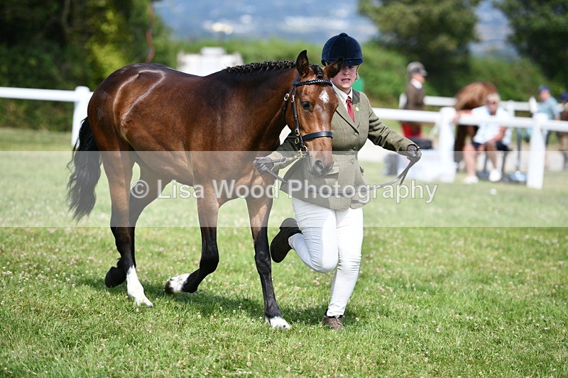 DSC_8384 - Class 68: Part Bred In Hand M & M