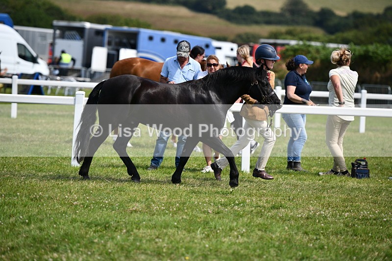 DSC_8284 - Class 68: Part Bred In Hand M & M
