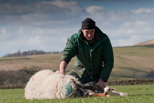 16 - The Lambing