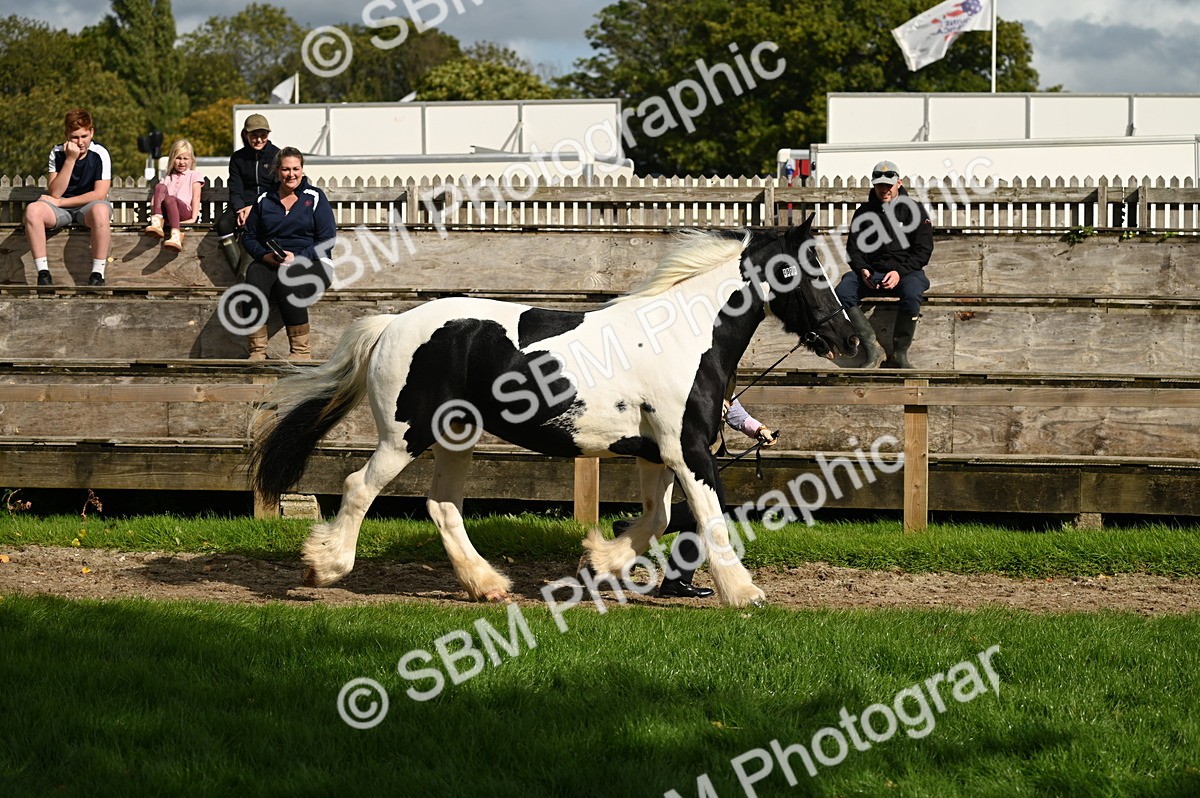 SBM_24959 - S5 - Novice & Newcomer In hand