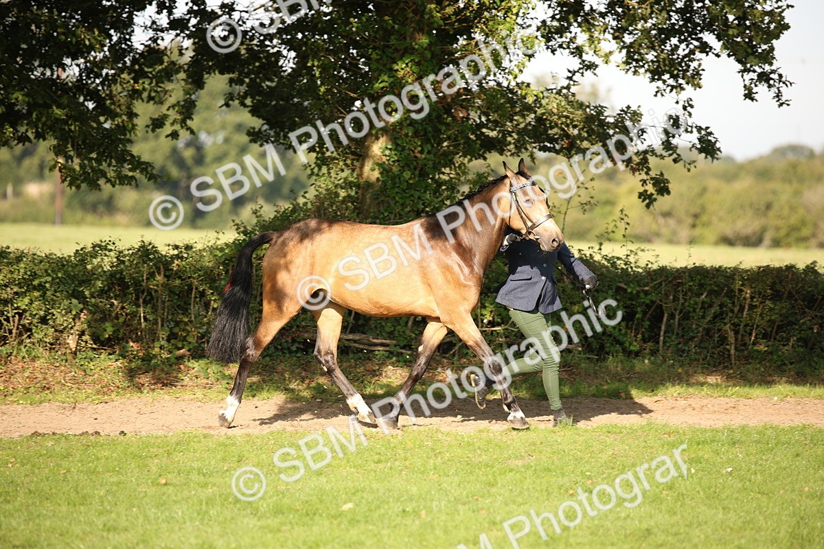 SBM_59345 - S52 - Other Coloured Horse In Hand
