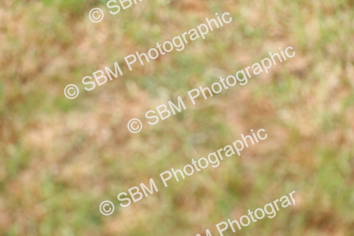 SBM_02987 - Class 9-11 Side Saddle including LIHS Rising Star Ladies Show Horse