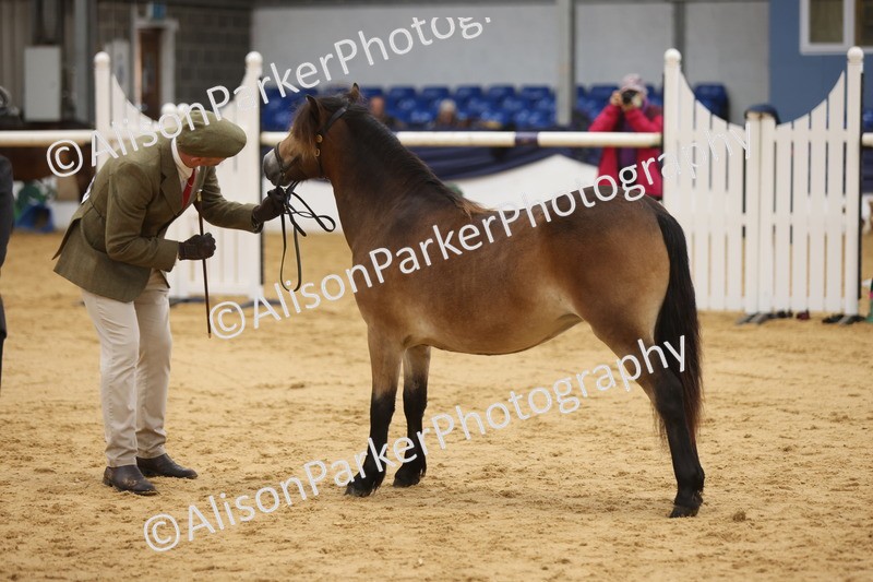 20260913-1286 - Class 113 - Yearling