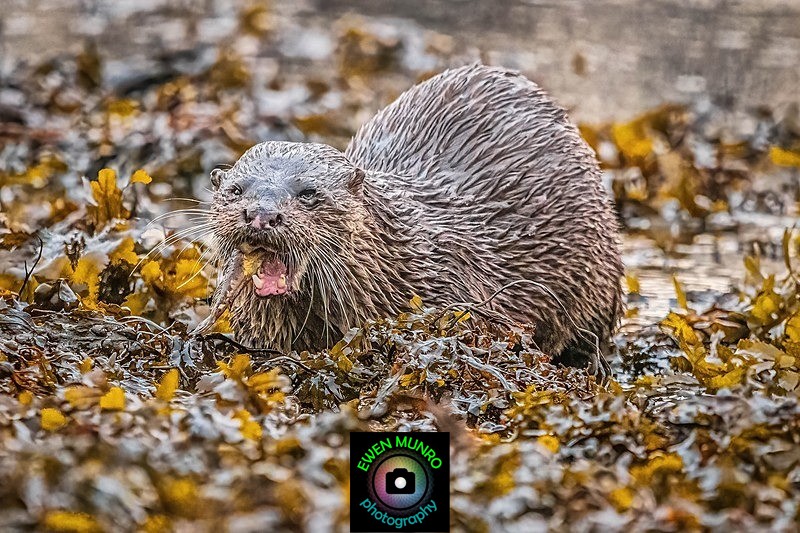 DO-10-Oban Bay, Argyll - 'DRATSIE' (AKA Otters)