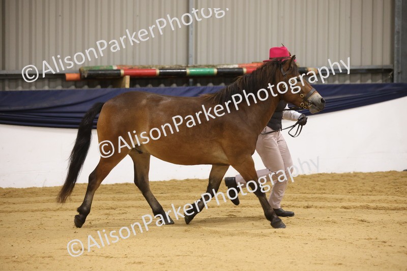 20260913-1017 - Class 109 - Bred On Exmoor In Hand