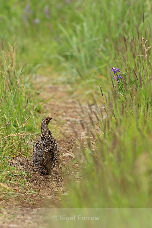 Spruce Grouse (female) on trail, Silver Salmon Creek, Alaska - Spruce Grouse