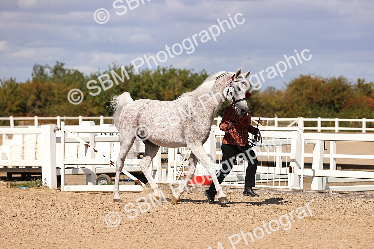 SBM_14374 - Class 412 - Handsomest Gelding (IH or Ridden)Adult