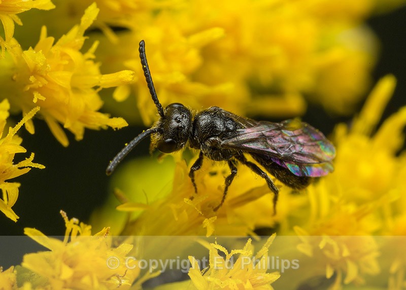 Sphecodes niger (m) - Sphecodes niger