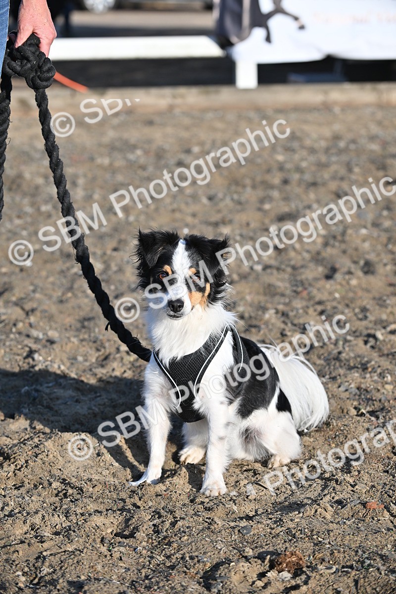 SBM_09381 - Lorry Dogs