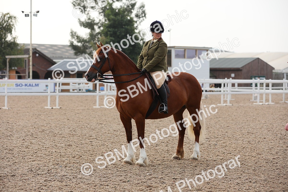 SBM_10060 - Class 302 Ridden M&M -Large Breeds