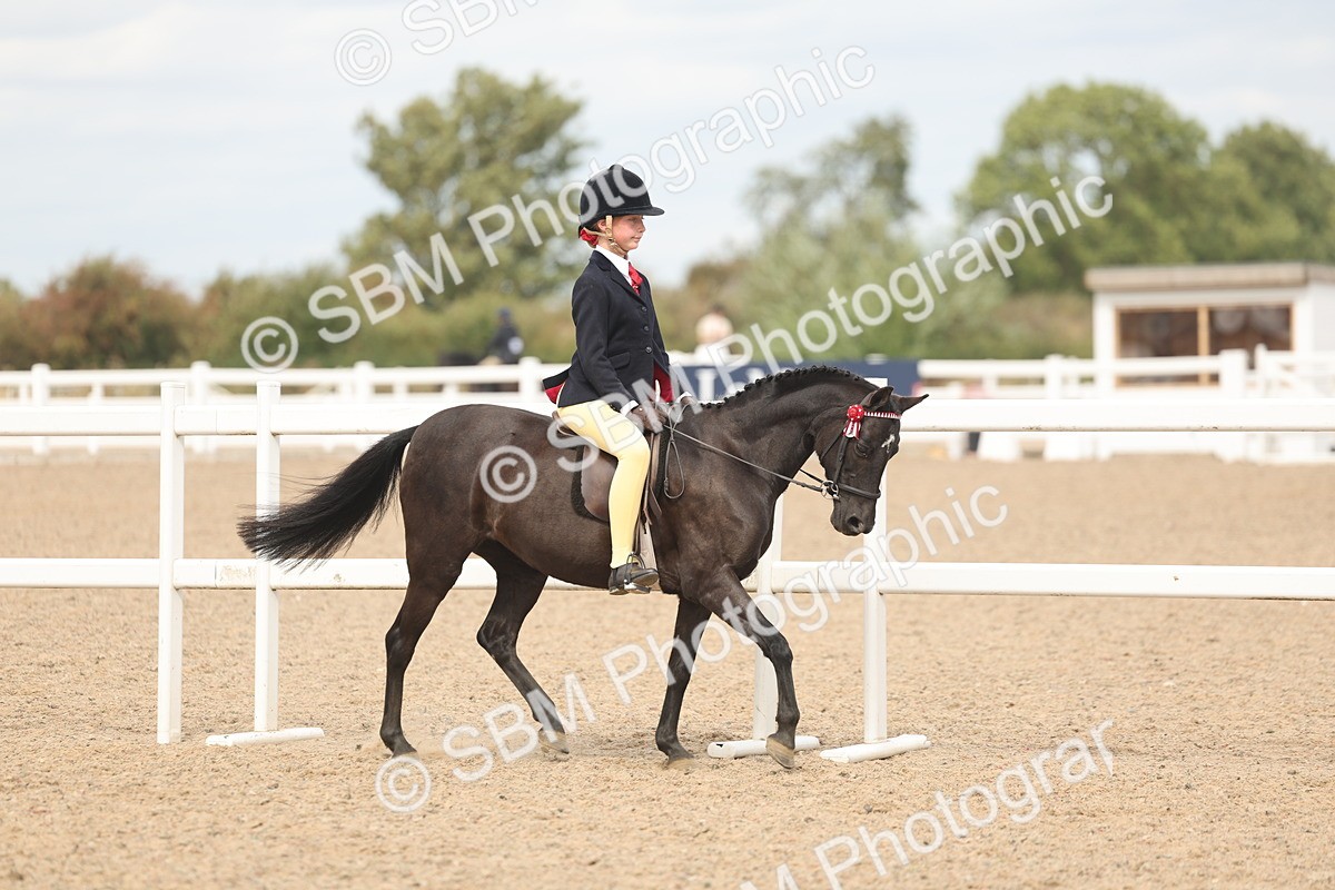 SBM_15972 - Class 311 - Ridden Show pony-Show hunter Pony