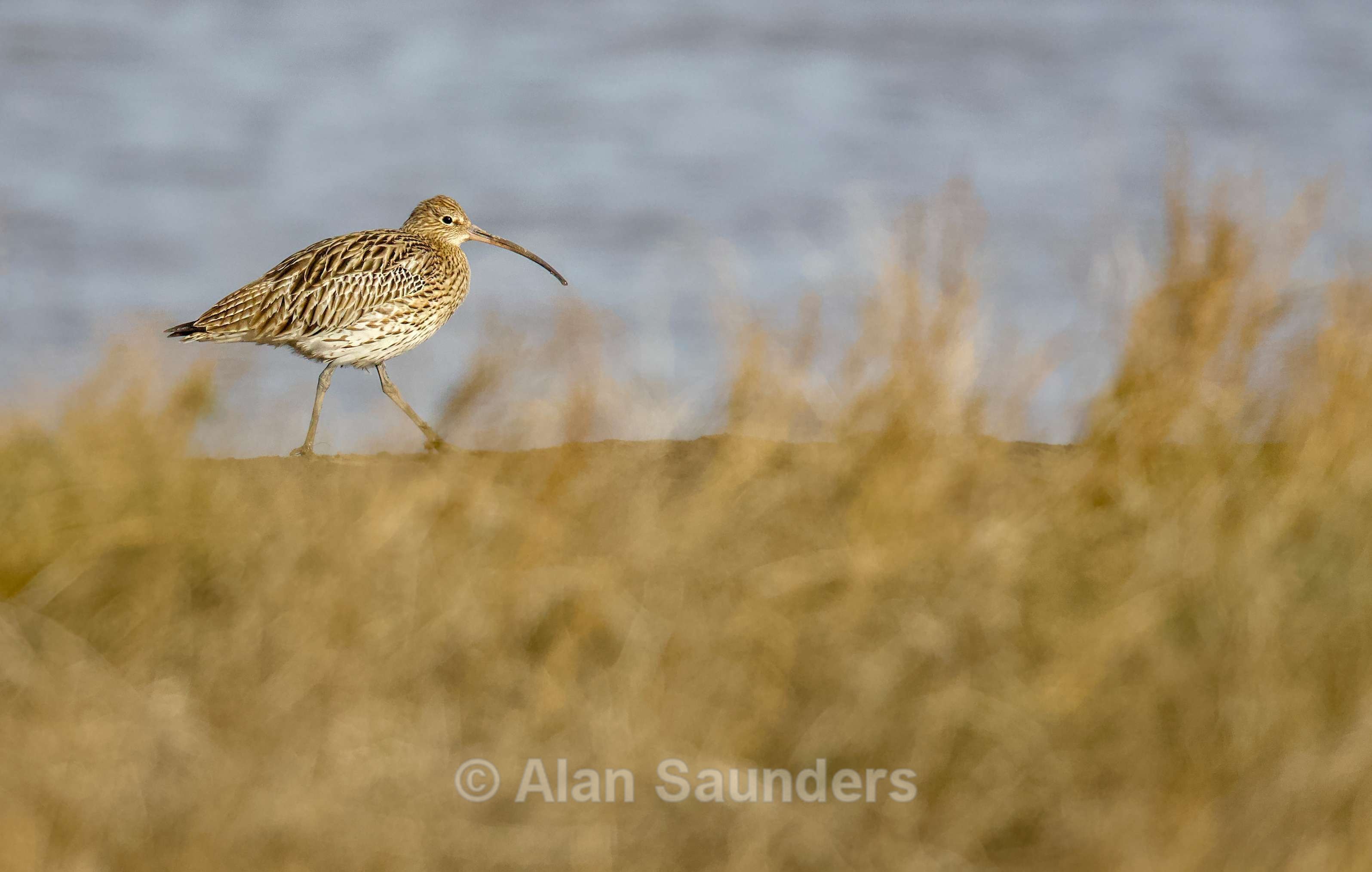 Eurasian Curlew 13