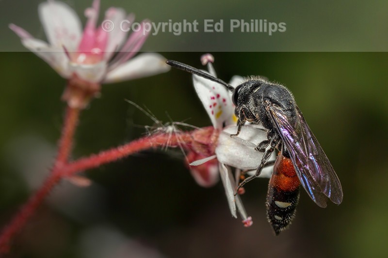Sapyga quinquepunctata (f)