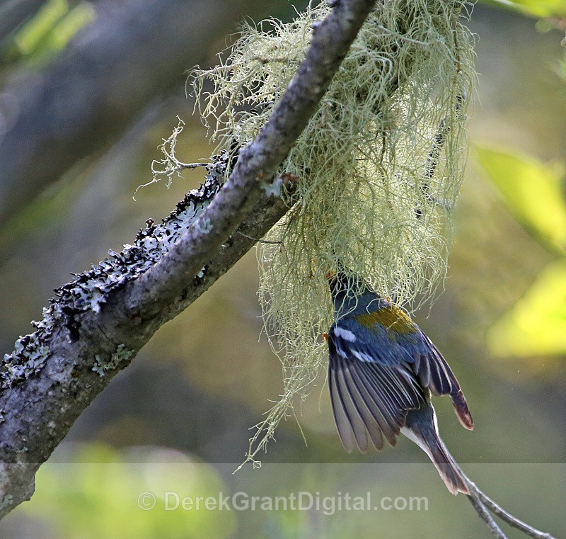 Northern Parula - Nest Building - Usnea