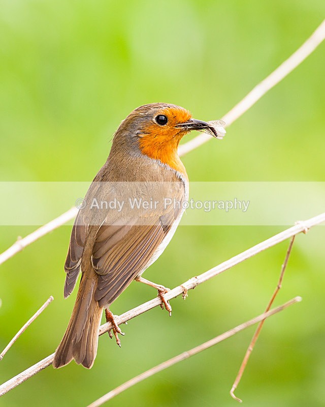 20130519-_MG_3385 - Robin
