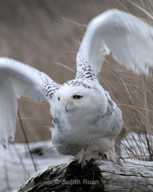  - Snowy Owls