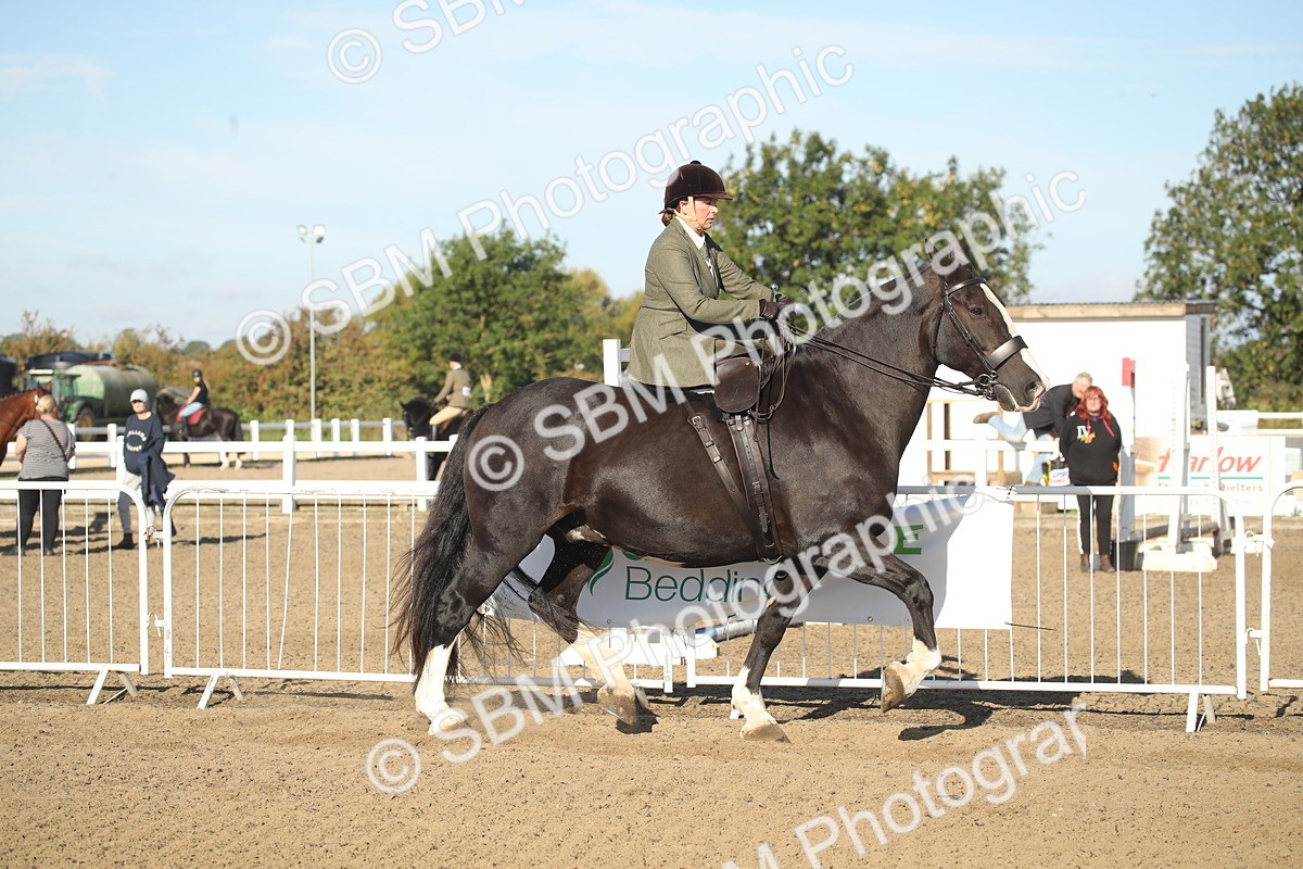 SBM_11277 - Class 501 -Riding Club Pony