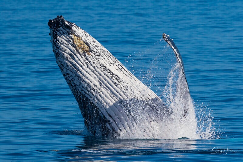 0A3A8370 - 2024 Hervey Bay Whales