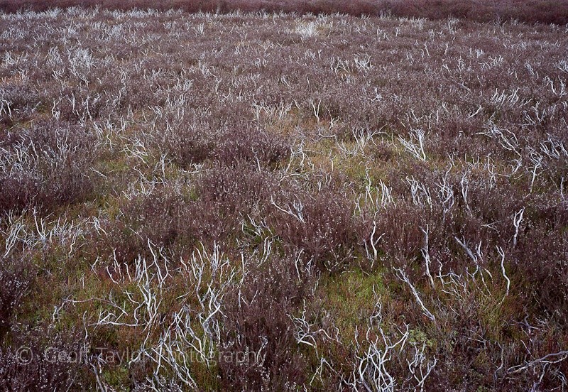 White Cows I - The Long Mynd