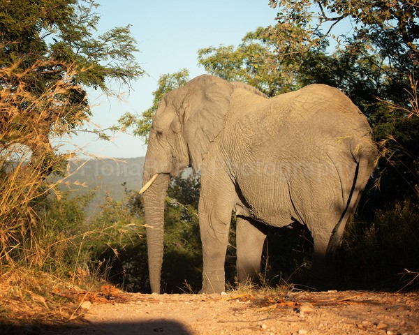 safari-251 - African Wildlife