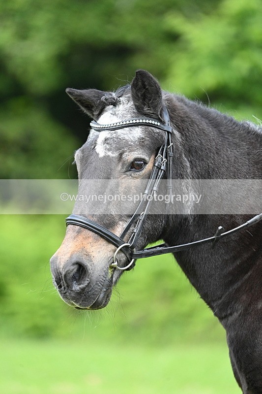WJ7_1662 - Class 11 Condition & Turnout